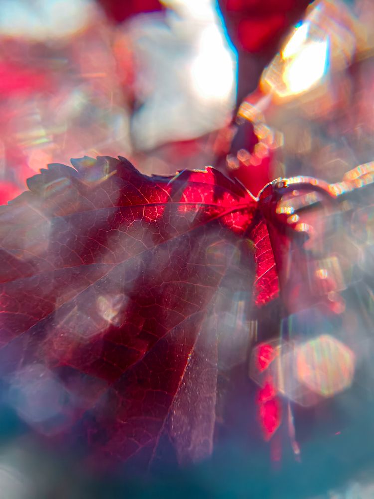 Photograph by Елена Макеева