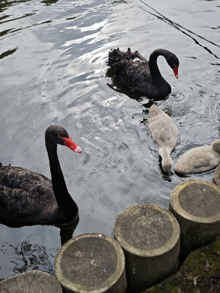 Photograph by Елена Шоколенко