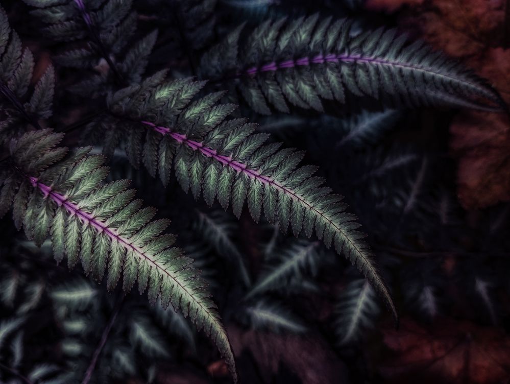 Photograph by Тараненко Анжелика