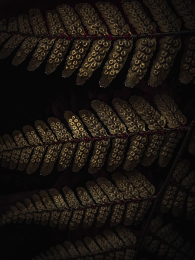 Photograph by Тараненко Анжелика