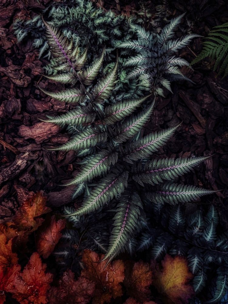 Photograph by Тараненко Анжелика