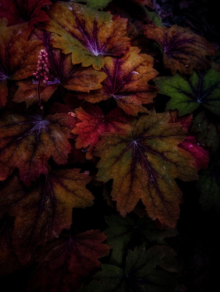 Photograph by Тараненко Анжелика