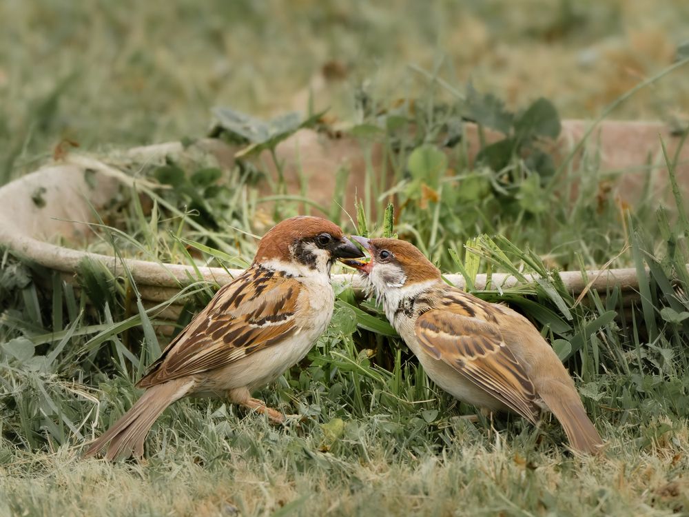 Photograph by KOHAGI