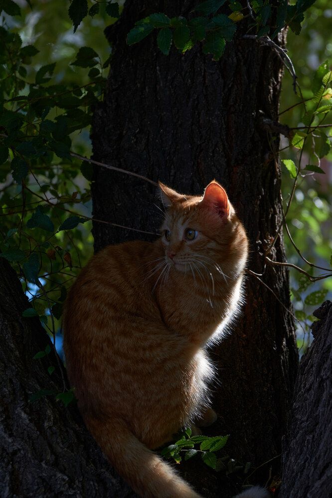 Photograph by Александр Лиманский