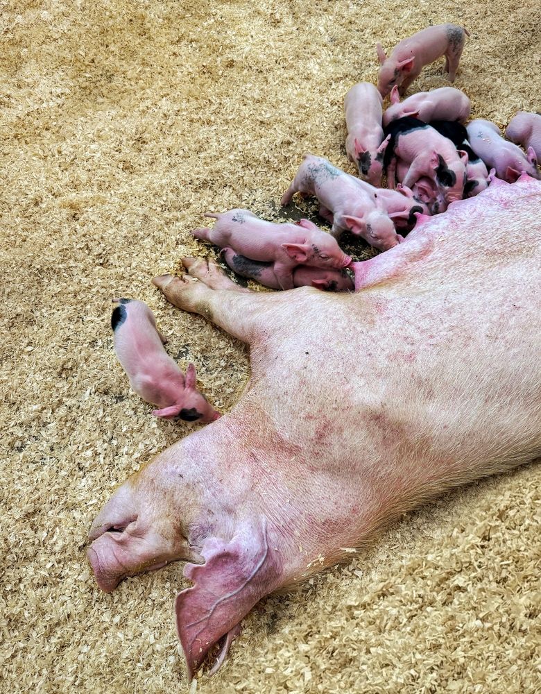 Photograph by Юлия Порфирьева