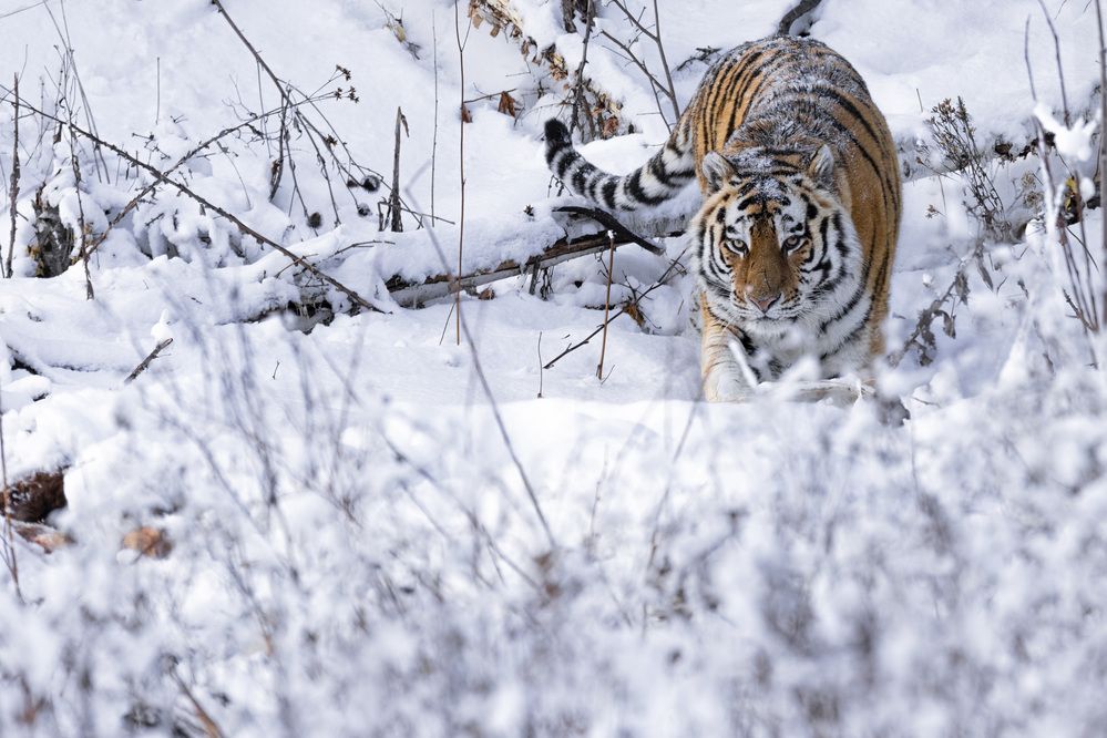 Фотография автора Варвара Дронова