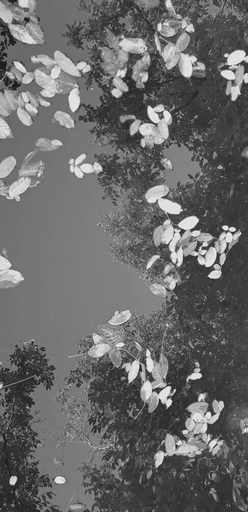 Photograph by Davoud Naeimi