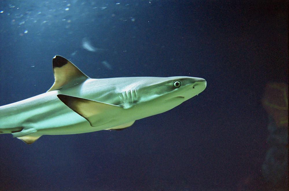 Фотография автора Chorche Prigo