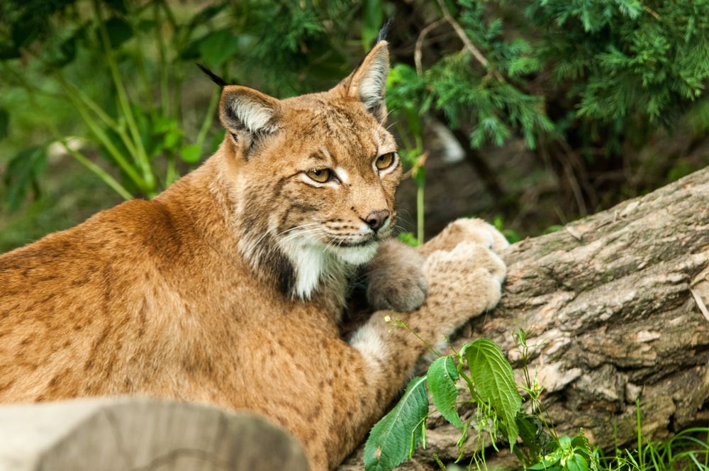 Фотография автора Chorche Prigo