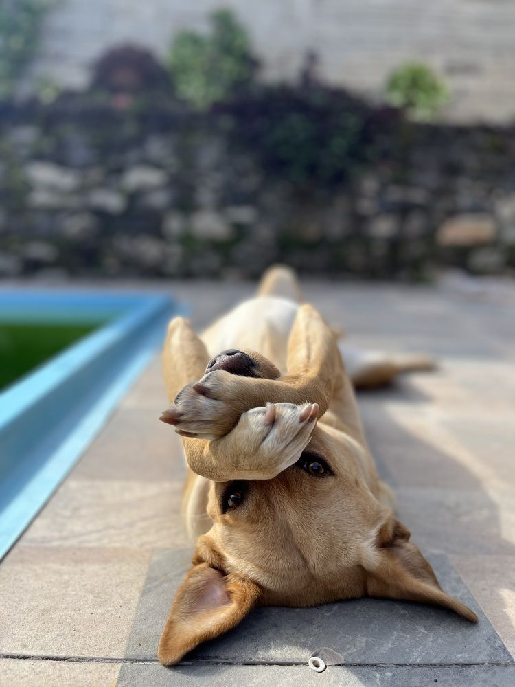 A Dog