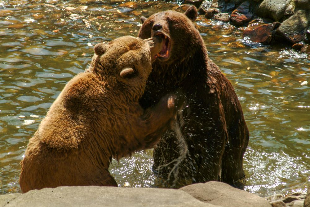 Фотография автора Chorche Prigo