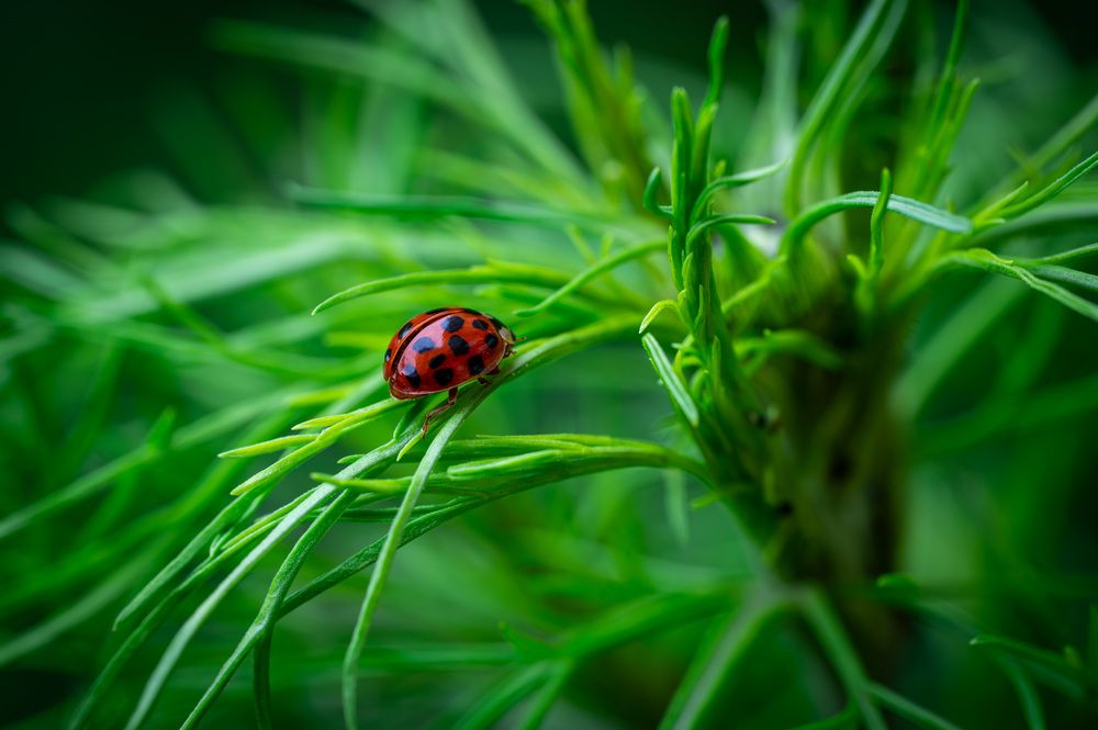 Божья коровка