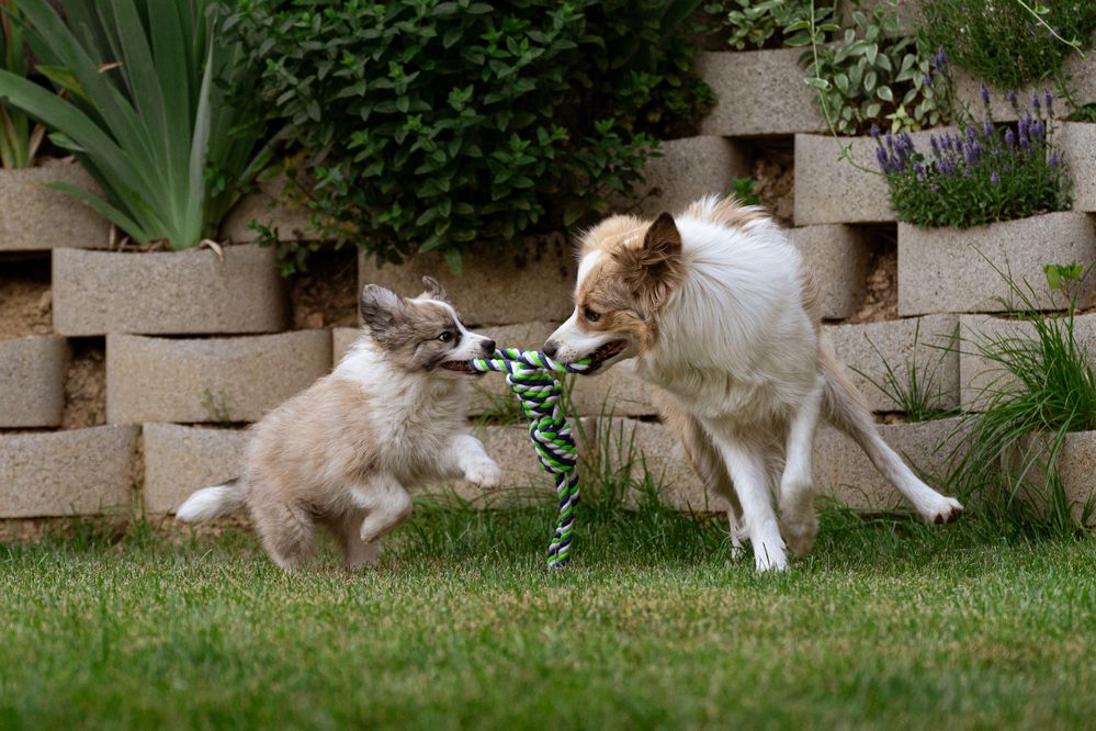 Фотография автора Krisztián Csalami