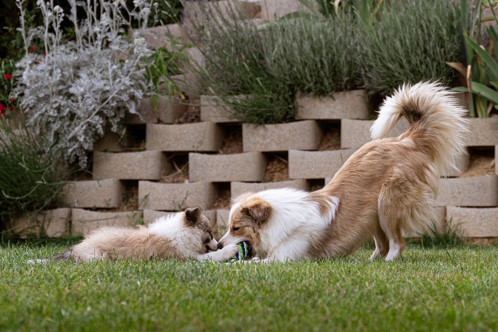 Фотография автора Krisztián Csalami