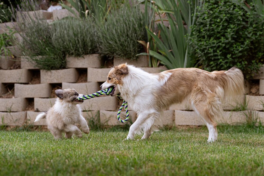 Фотография автора Krisztián Csalami