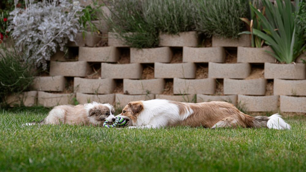 Фотография автора Krisztián Csalami