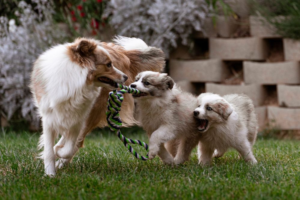 Фотография автора Krisztián Csalami