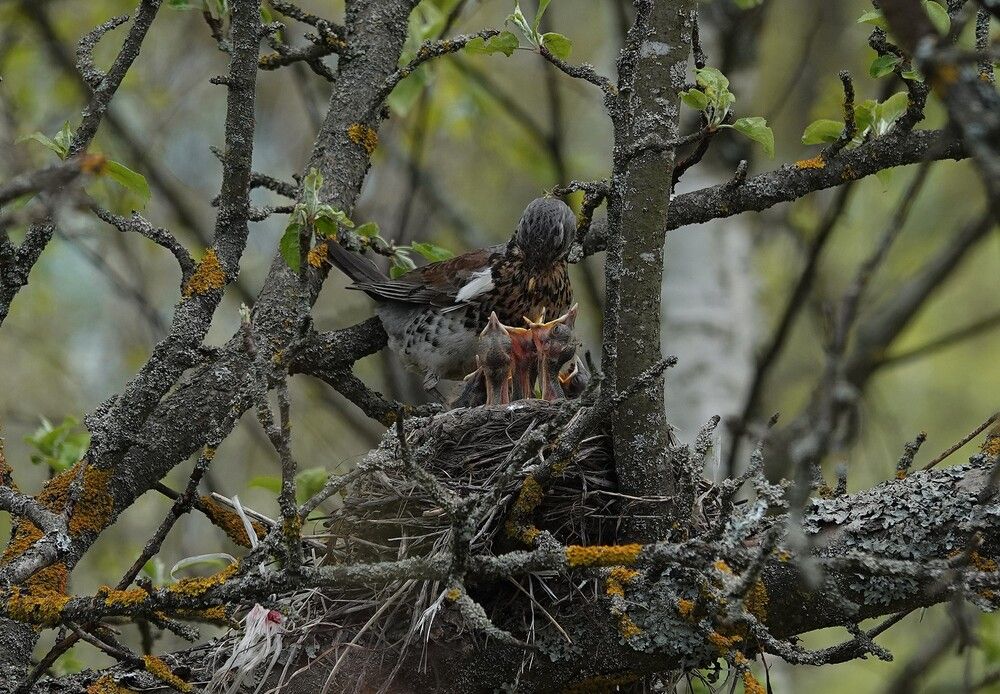 Photograph by Zakharov Matvey