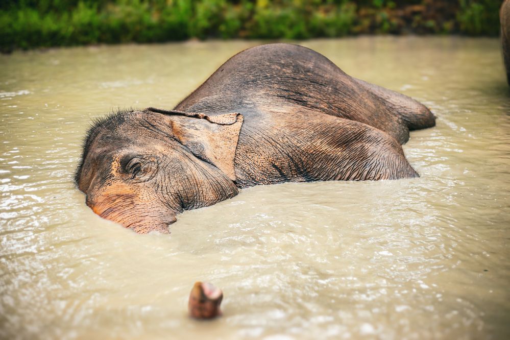 Photograph by Anna Polianskaia