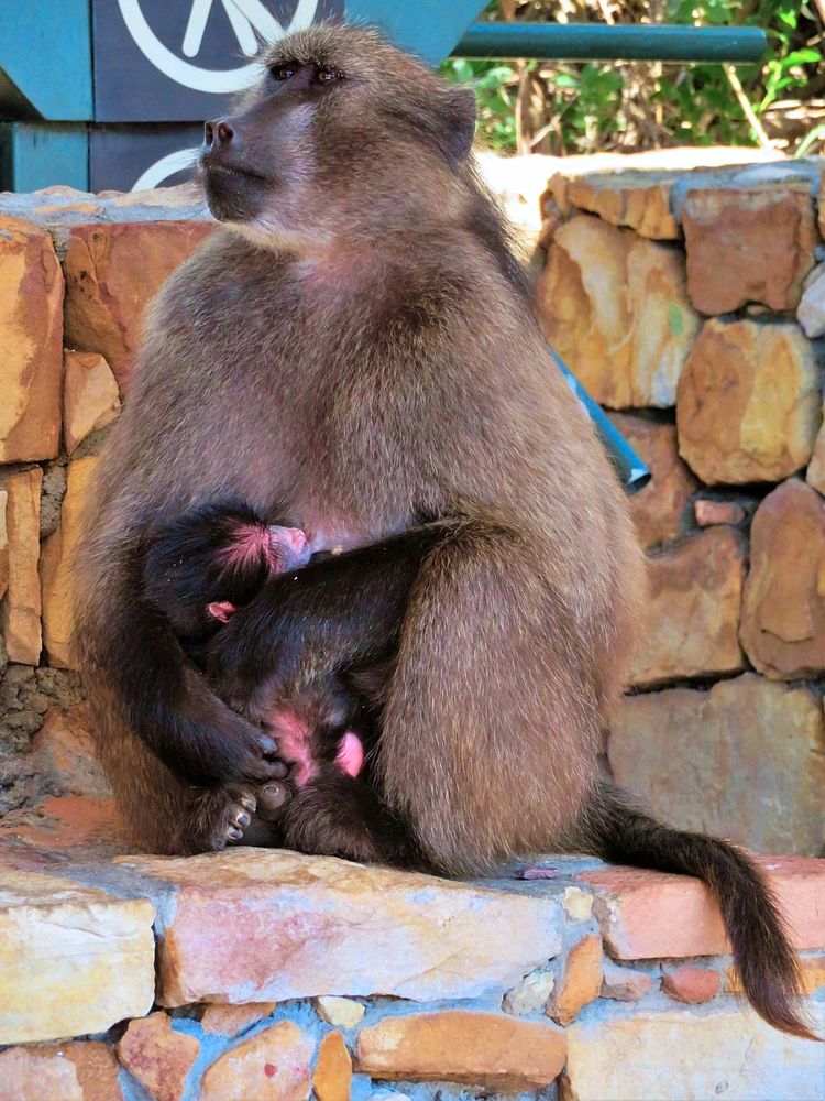 Mother baboob and her baby