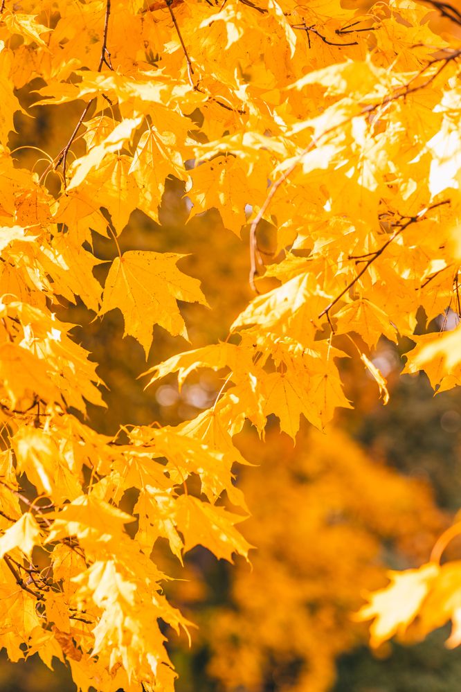 Фотография автора Светлана Шведова