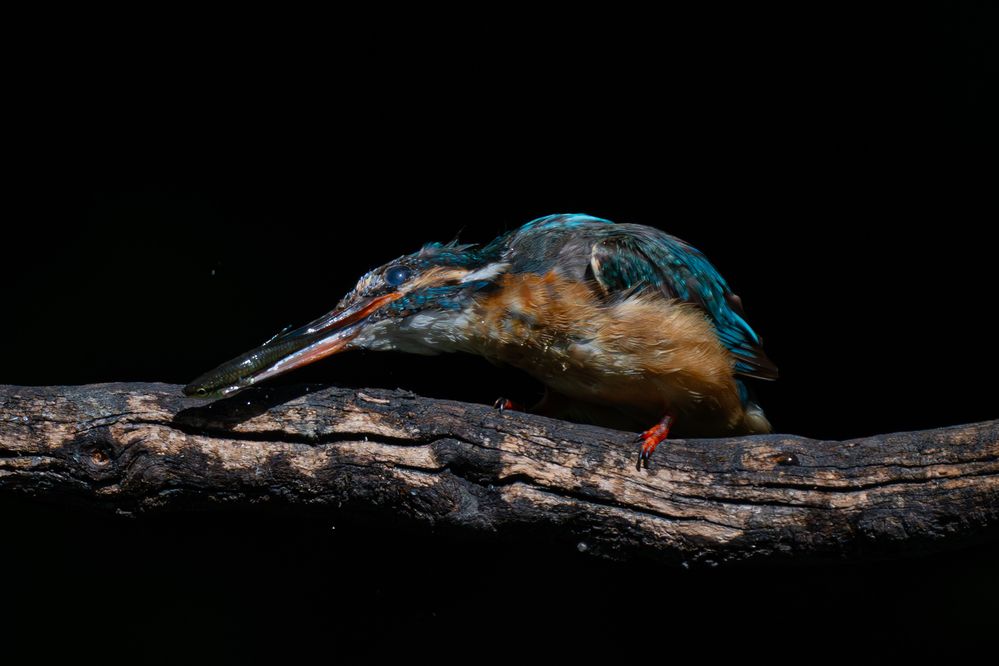 Cooking the Kingfisher