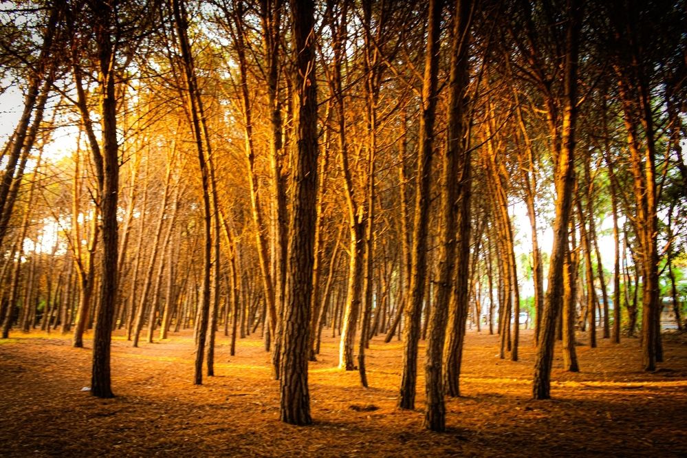 Photograph by Carmem De Luca