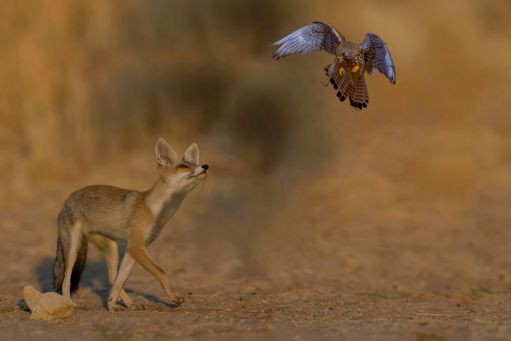 Фотография автора David Manusevich