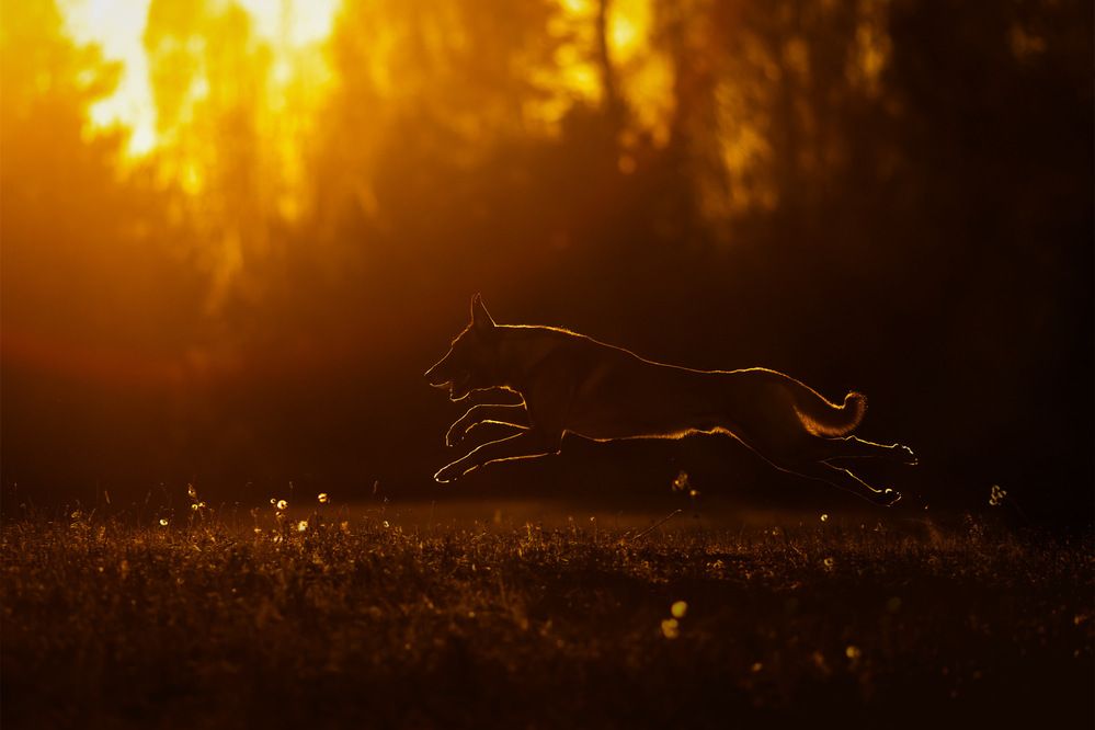 Photograph by Маргарита Шалак