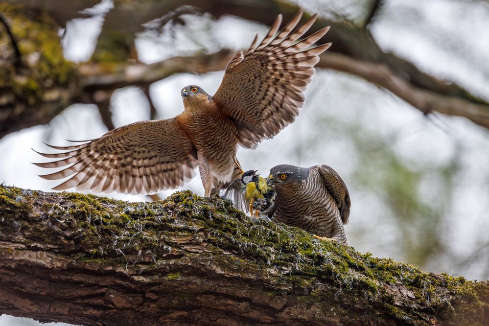 Photograph by Антон Науменко