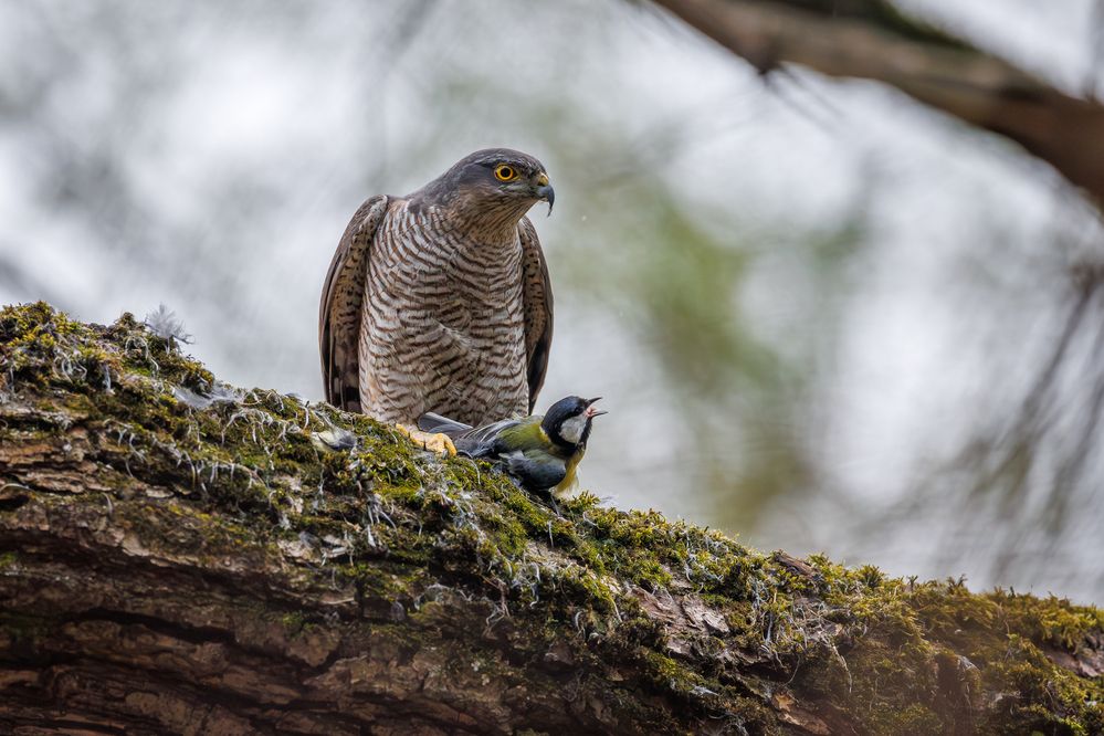 Photograph by Антон Науменко