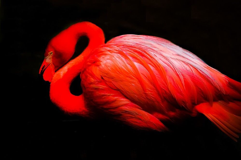 Photograph by Carmem D` Luca