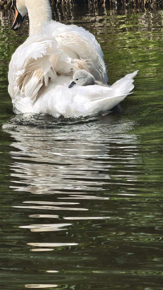 Photograph by Елена Кадаева