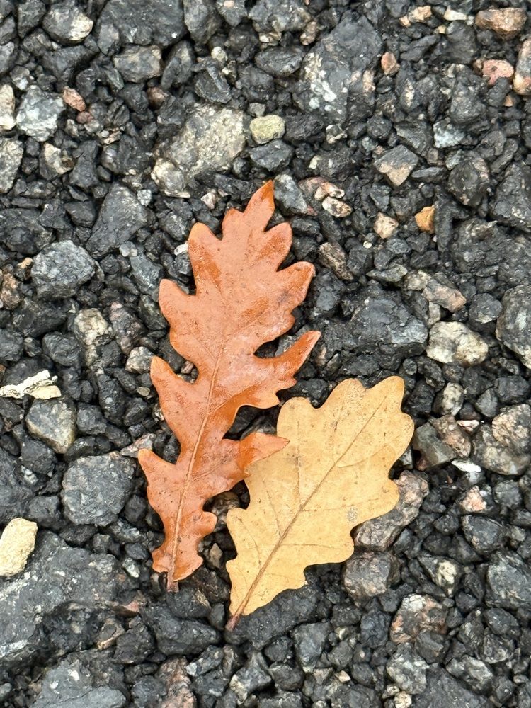 Photograph by Елена Чулюнина