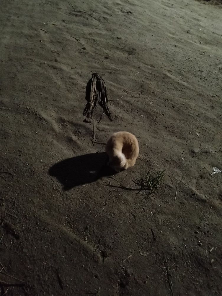 Photograph by Adal -