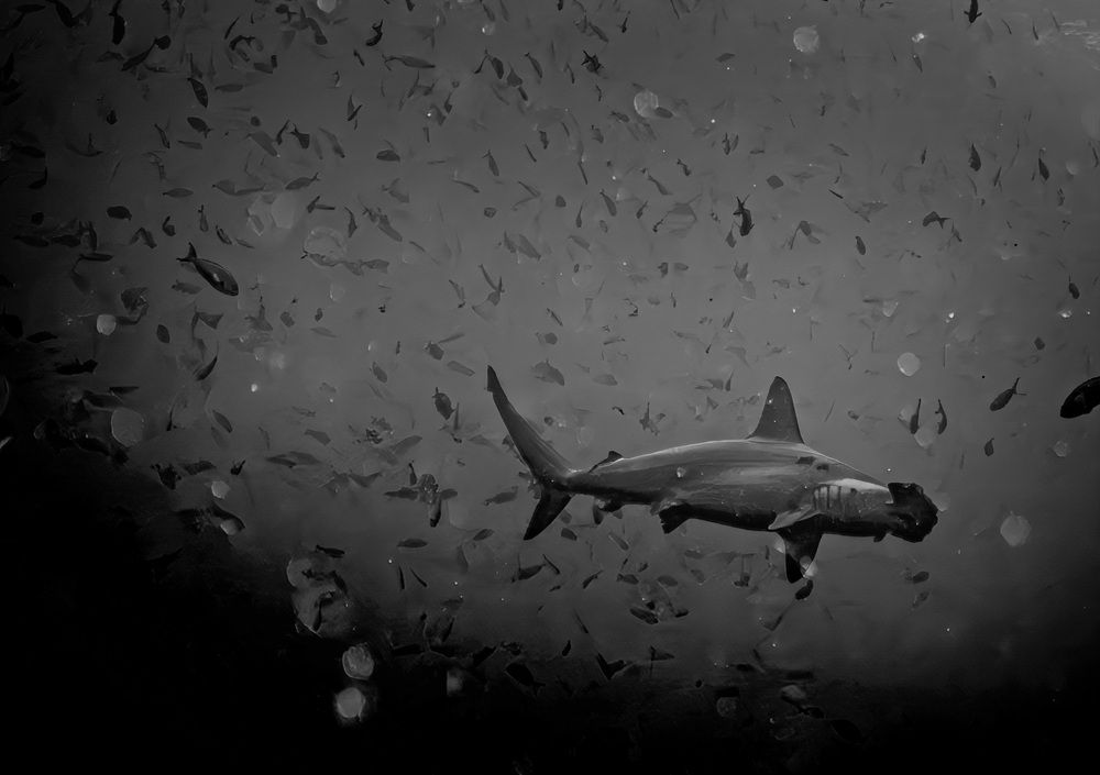 Photograph by Дмитрий Плотников