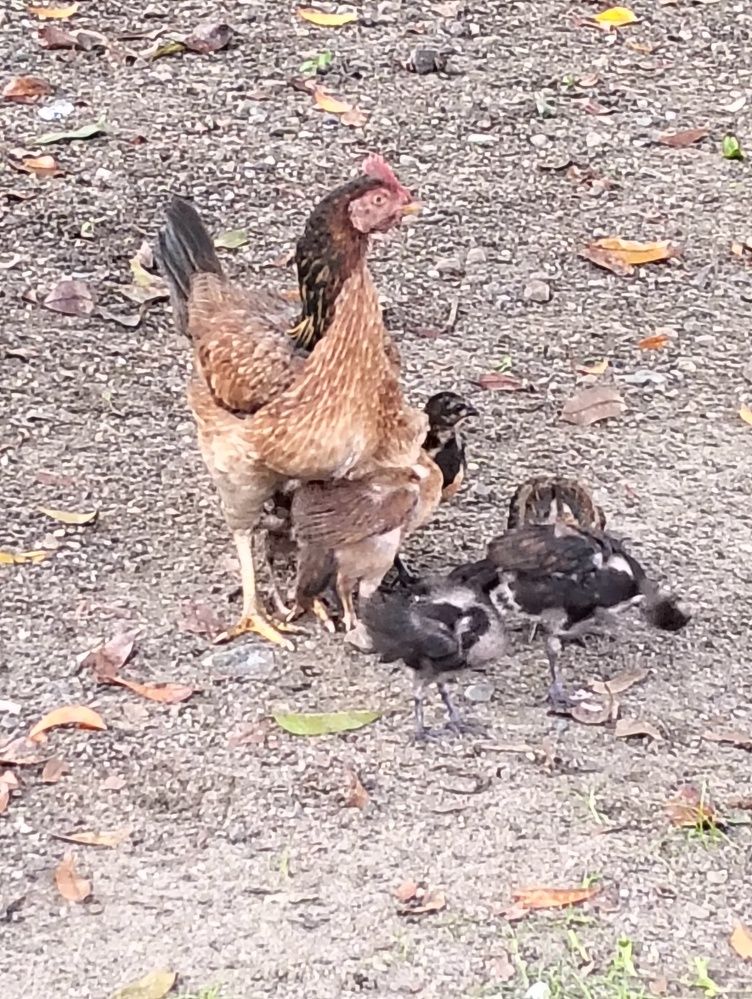 Photograph by Adal -