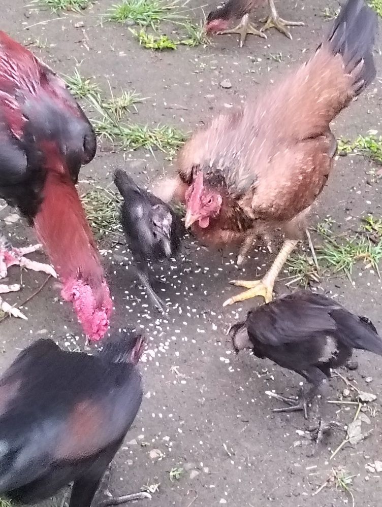 Photograph by Adal -