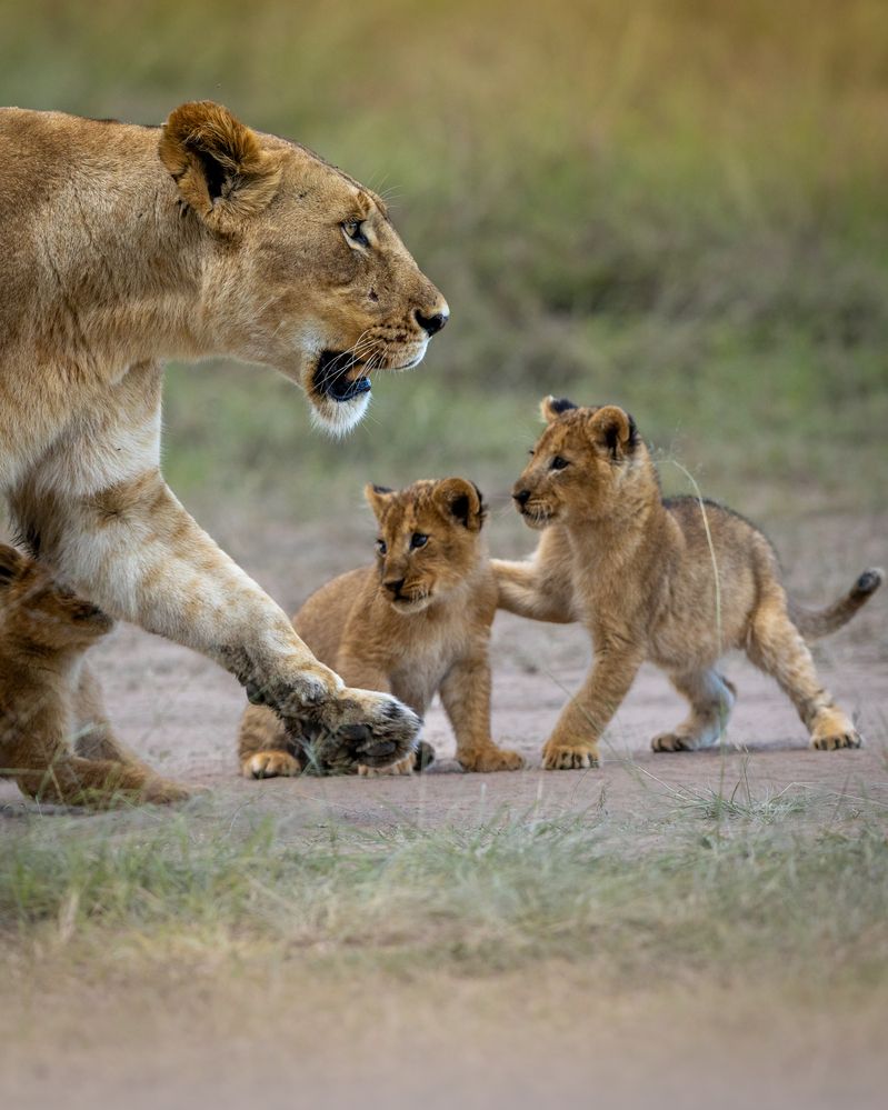 Photograph by Silvia Ribeiro