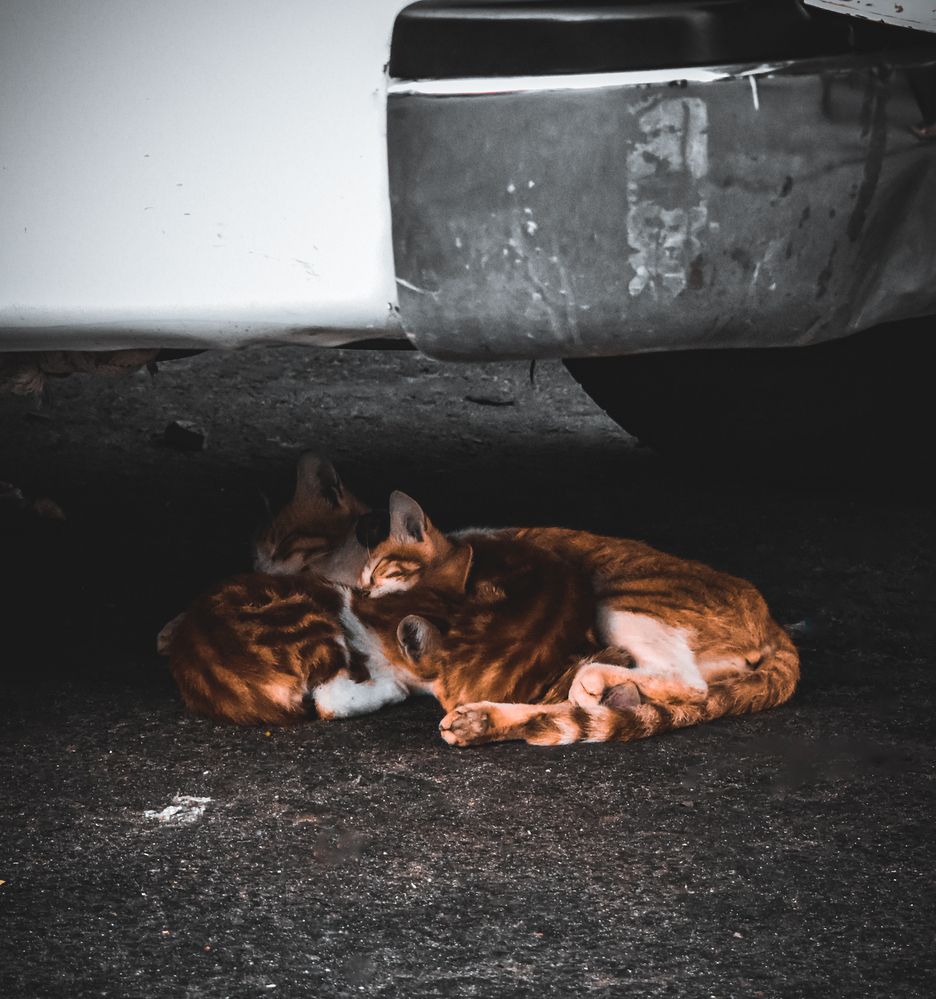 Photograph by NADER AYMAN