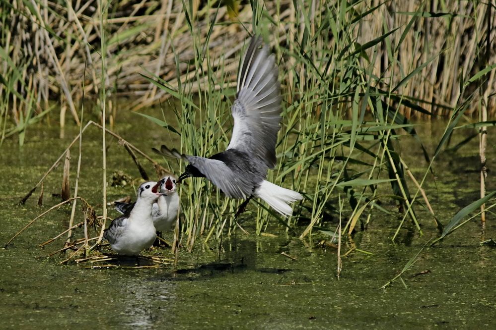 Photograph by Александр Велигура
