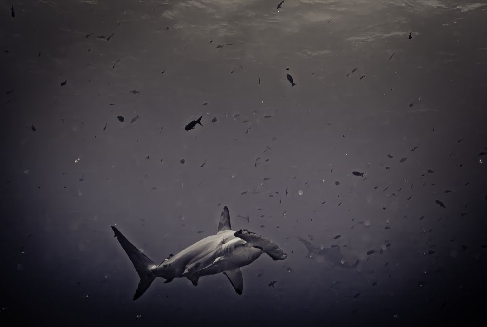 Photograph by Дмитрий Плотников