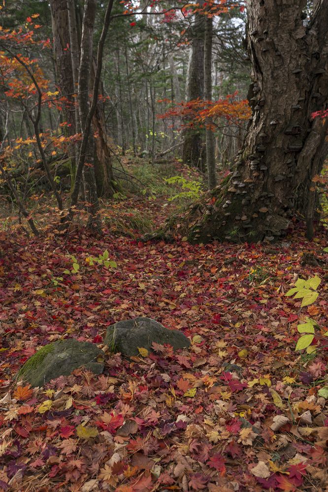 Photograph by Кузнецов Александр