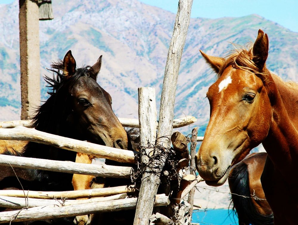 Фотография автора Hvabek Kim