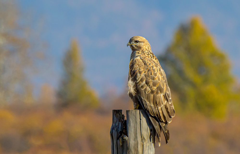 Восточный канюк