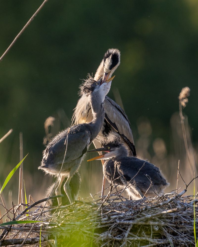 Photograph by Kovacs Mark