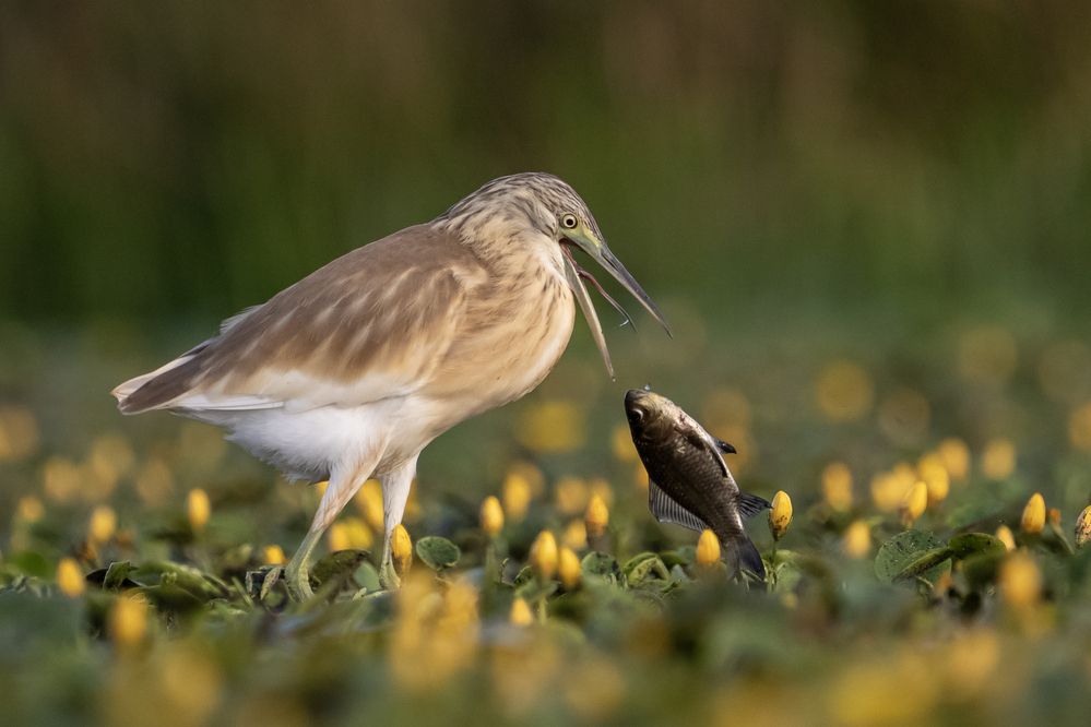 Photograph by Kovacs Mark