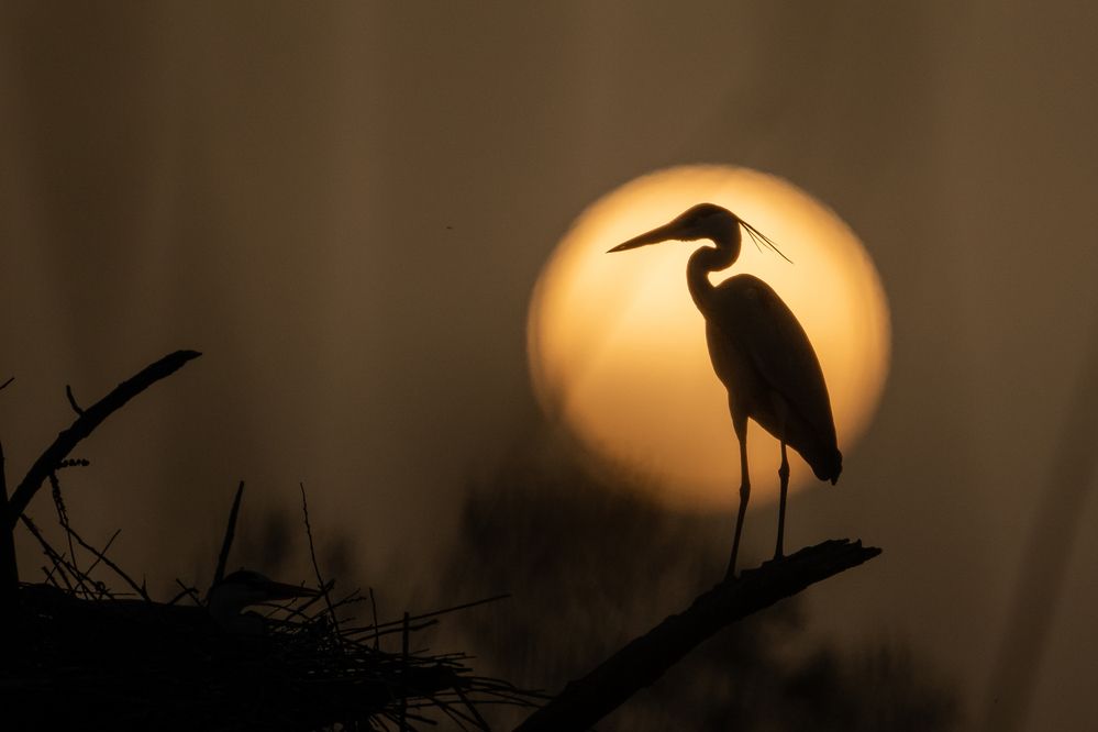 Photograph by Kovacs Mark