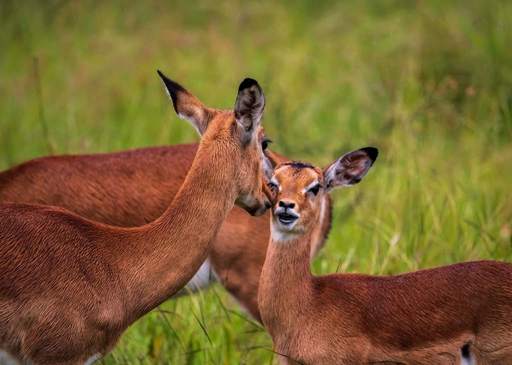 Фотография автора Katrina Koleva