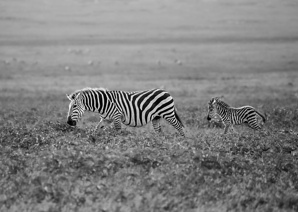 Фотография автора Katrina Koleva